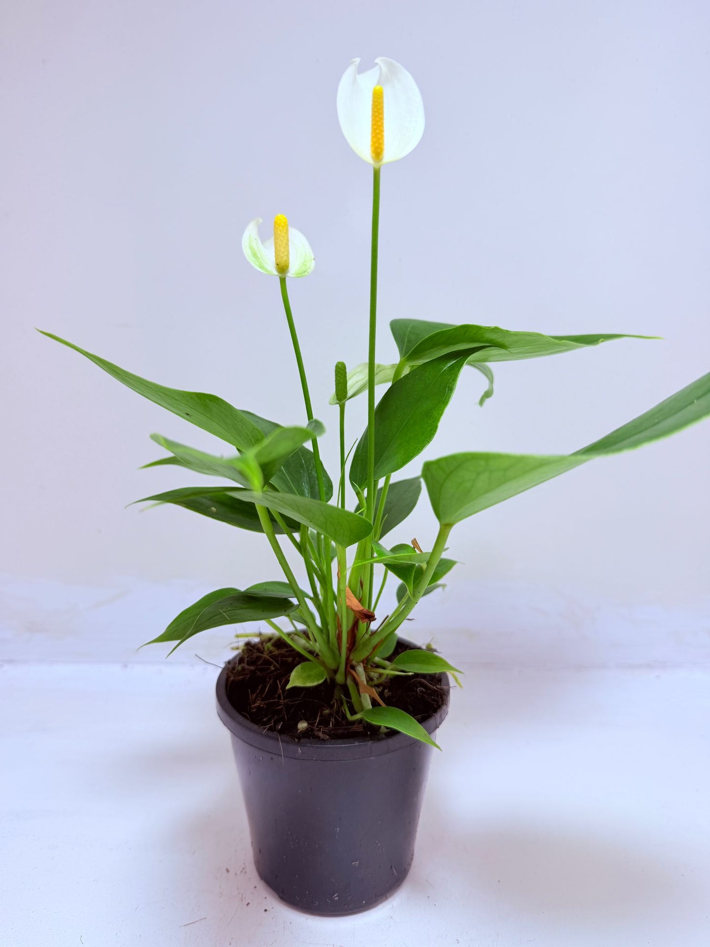 Buy Anthurium Banderola White | Rare & Exotic Plant