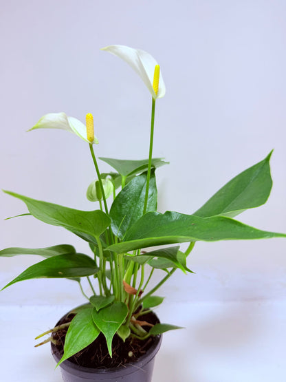Buy Anthurium Banderola White | Rare & Exotic Plant