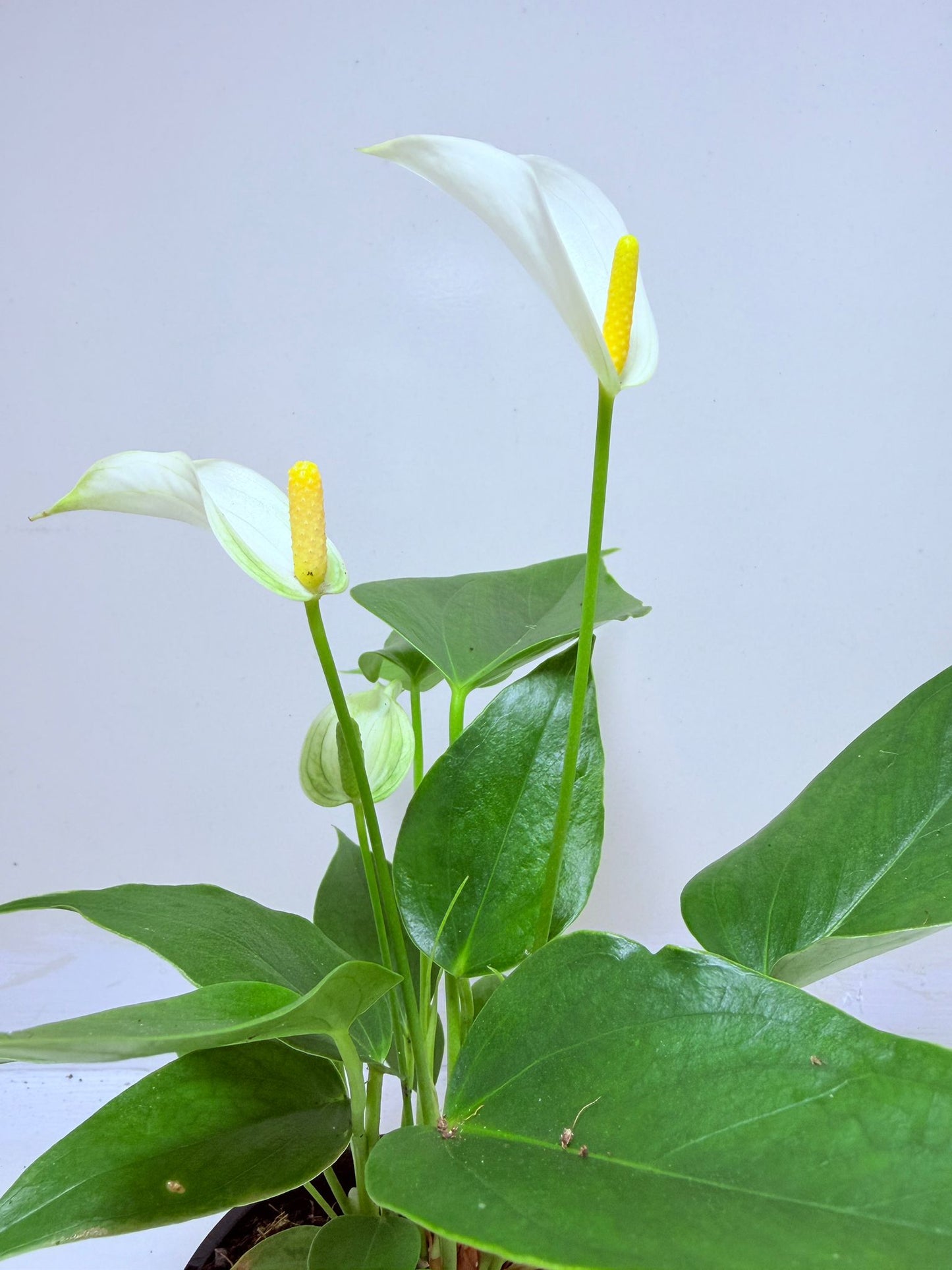 Buy Anthurium Banderola White | Rare & Exotic Plant