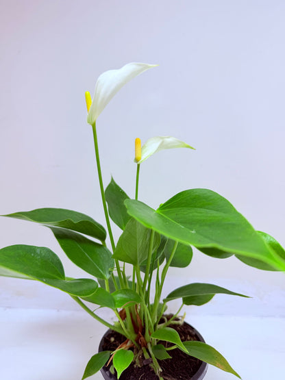 Buy Anthurium Banderola White | Rare & Exotic Plant