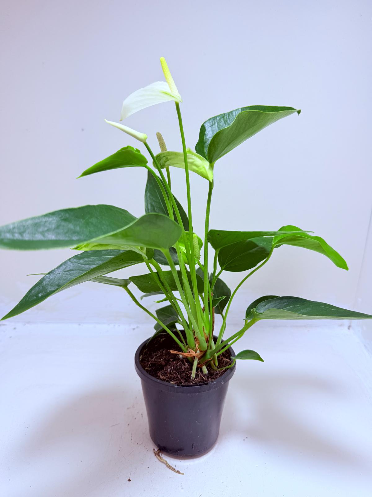 Buy Anthurium Eclyps | Rare & Exotic Plant