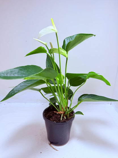 Buy Anthurium Eclyps | Rare & Exotic Plant