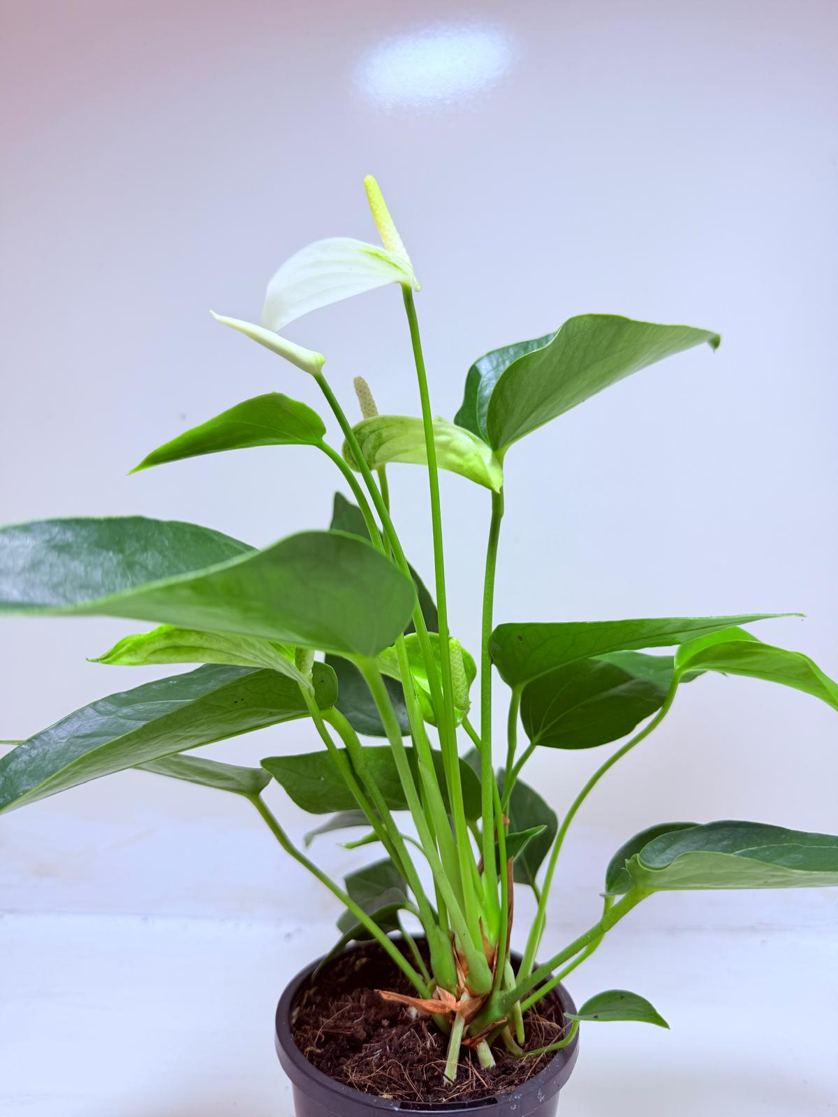 Buy Anthurium Eclyps | Rare & Exotic Plant