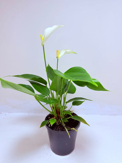 Buy Anthurium Banderola White | Rare & Exotic Plant