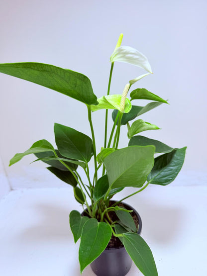 Buy Anthurium Eclyps | Rare & Exotic Plant