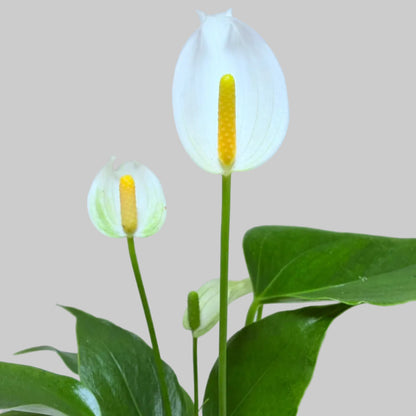 Buy Anthurium Banderola White | Rare & Exotic Plant
