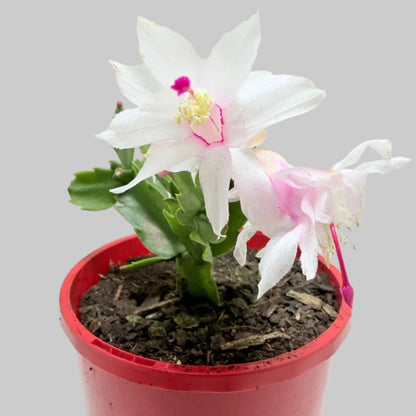 Zygo Cactus Livia | Flowering Indoor Plant