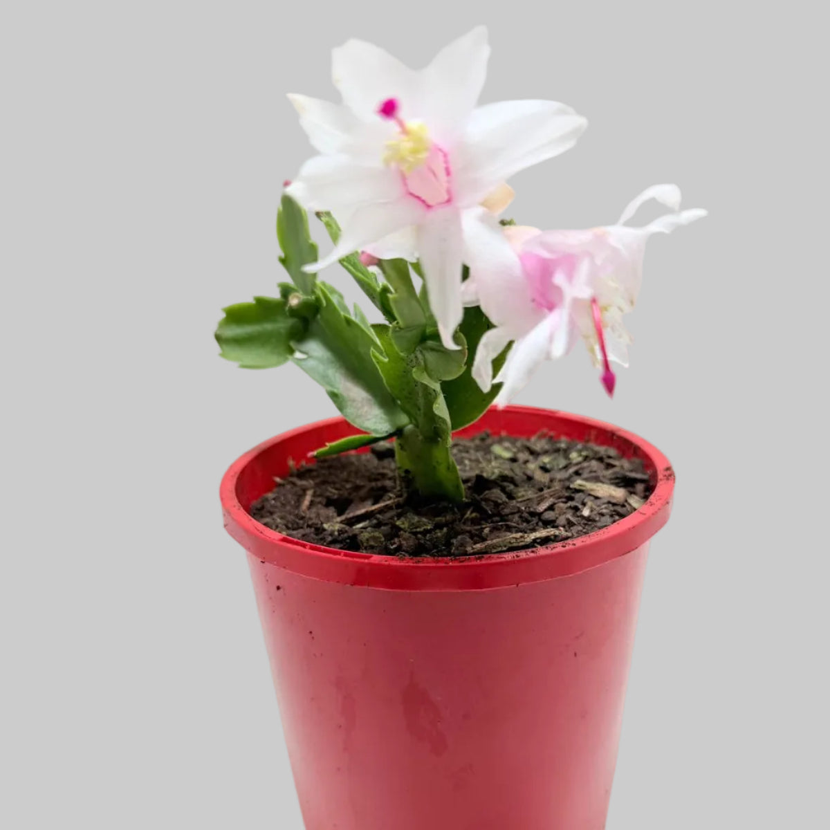 Zygo Cactus Livia | Flowering Indoor Plant