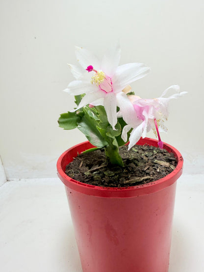 Zygo Cactus Livia | Flowering Indoor Plant