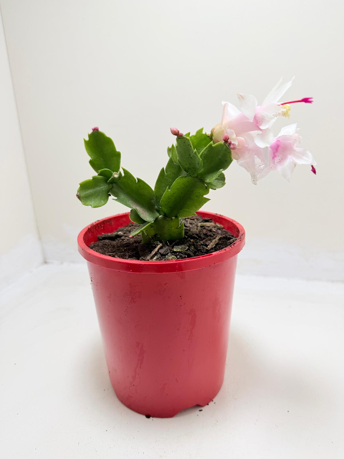 Zygo Cactus Livia | Flowering Indoor Plant