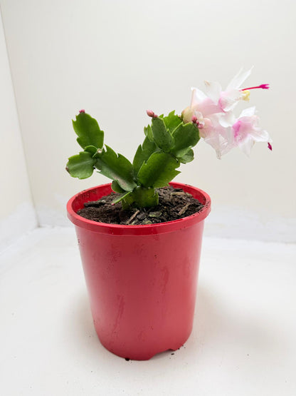 Zygo Cactus Livia | Flowering Indoor Plant