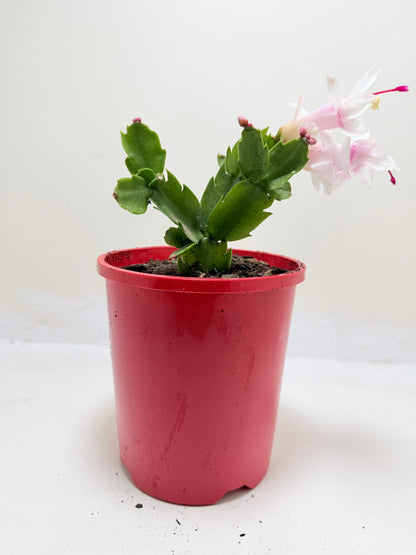Zygo Cactus Livia | Flowering Indoor Plant