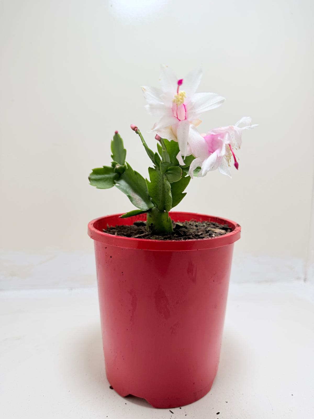 Zygo Cactus Livia | Flowering Indoor Plant