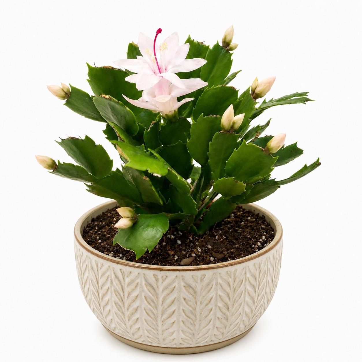 Zygo Cactus Livia | Flowering Indoor Plant