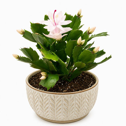 Zygo Cactus Livia | Flowering Indoor Plant