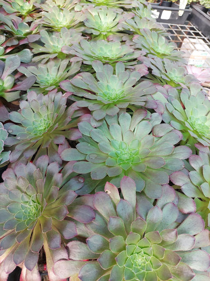 Buy Semponium Sienna | Statement Indoor Plant