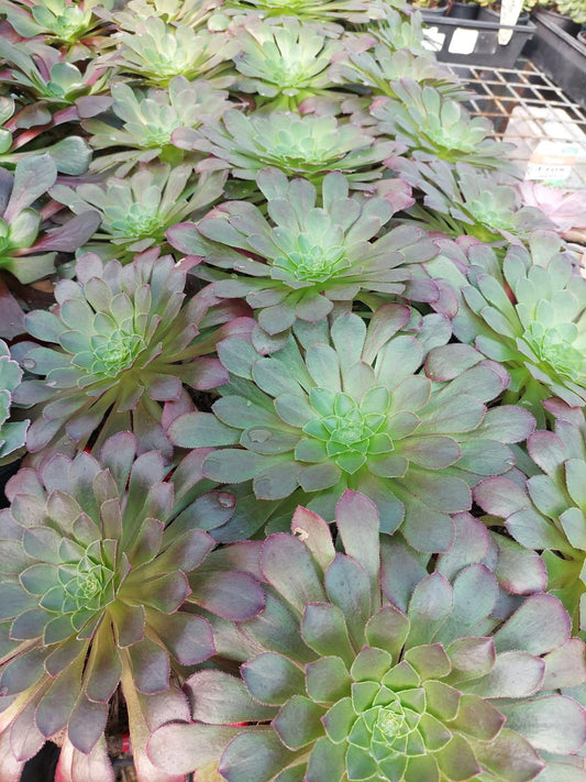 Buy Aeonium Semponium Sienna | Statement Indoor Plant