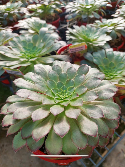 Buy Semponium Sienna | Statement Indoor Plant