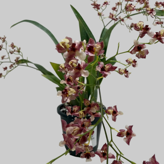 Buy Oncidium Gold Dust 'WOC Raspberry' | Orchid