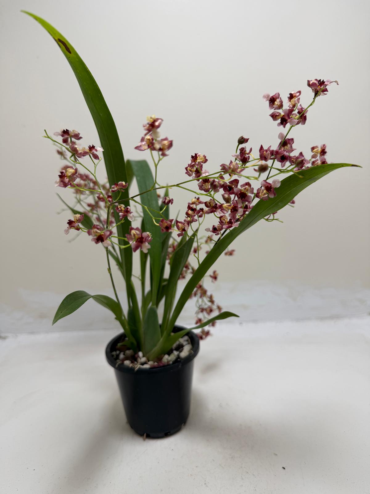 Buy Oncidium Gold Dust 'WOC Raspberry' | Orchid