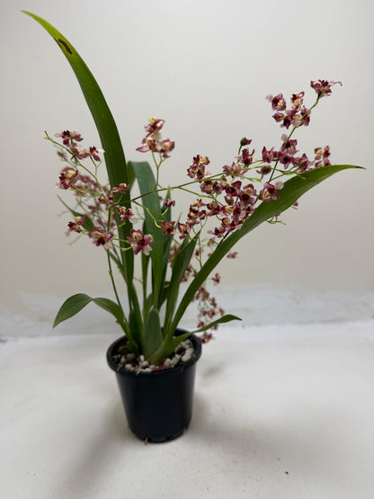 Buy Oncidium Gold Dust 'WOC Raspberry' | Orchid