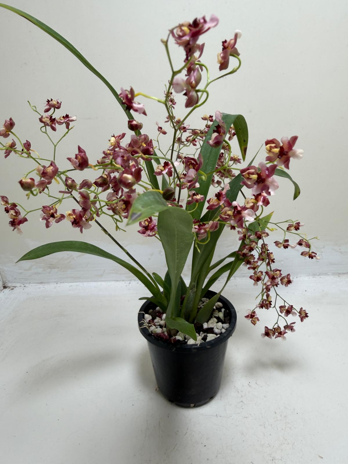 Buy Oncidium Gold Dust 'WOC Raspberry' | Orchid