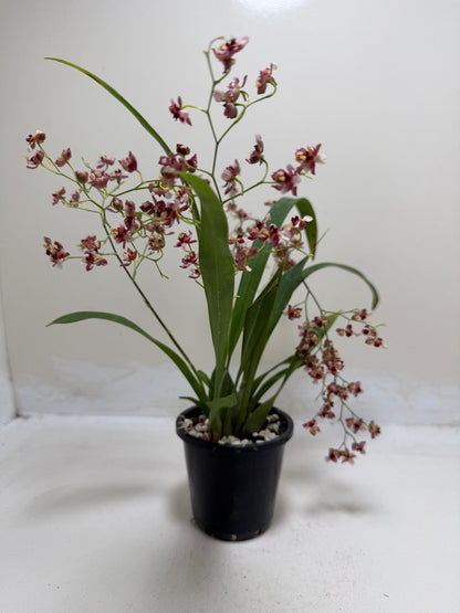 Buy Oncidium Gold Dust 'WOC Raspberry' | Orchid