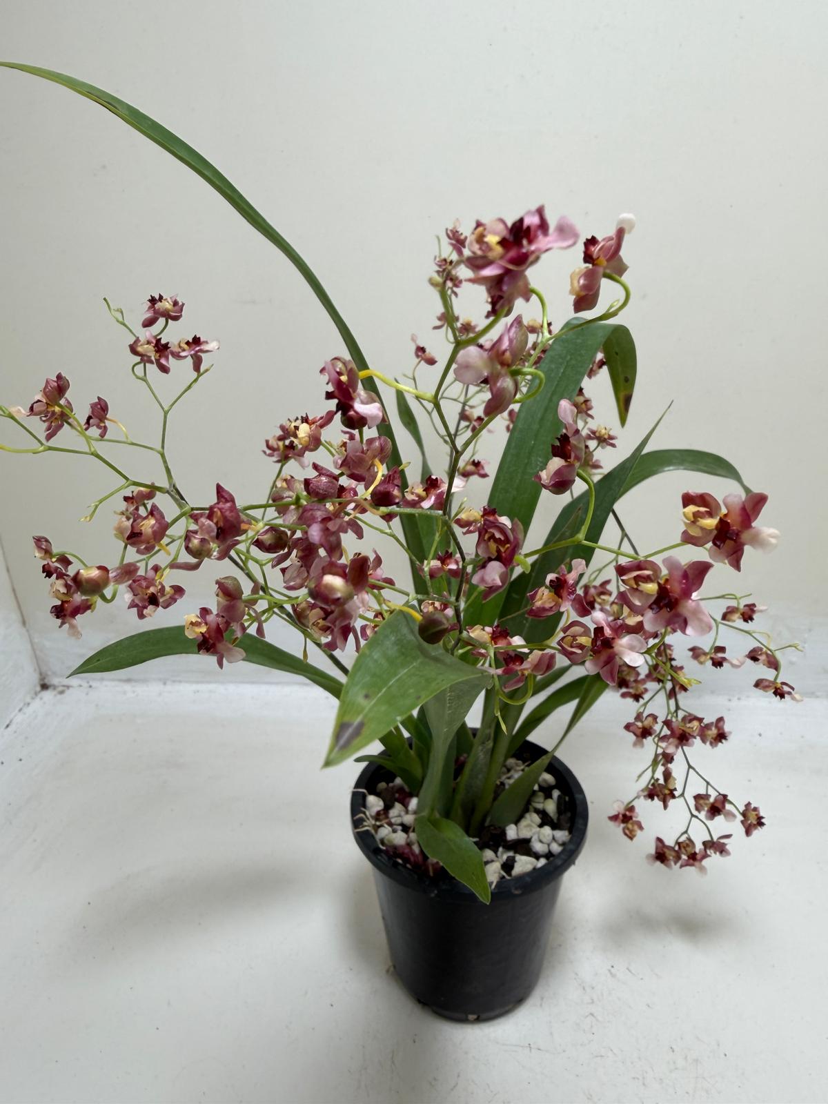 Buy Oncidium Gold Dust 'WOC Raspberry' | Orchid