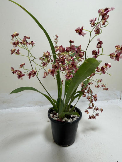Buy Oncidium Gold Dust 'WOC Raspberry' | Orchid