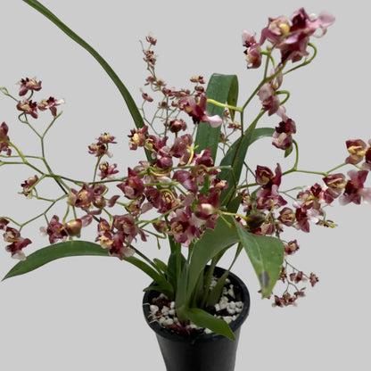 Buy Oncidium Gold Dust 'WOC Raspberry' | Orchid