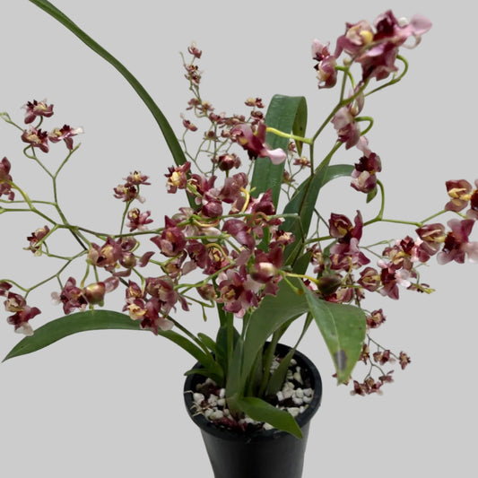 Buy Oncidium Gold Dust 'WOC Raspberry' | Orchid