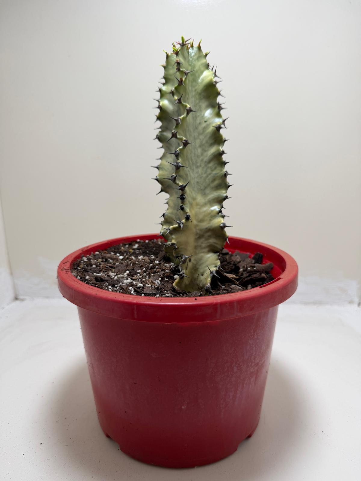 Euphorbia Erythrea Variegata
