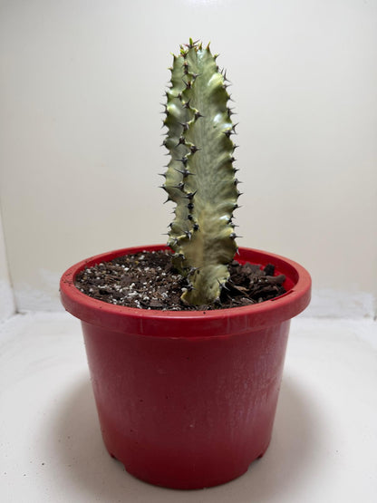 Euphorbia Erythrea Variegata