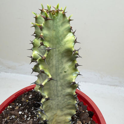 Euphorbia Erythrea Variegata