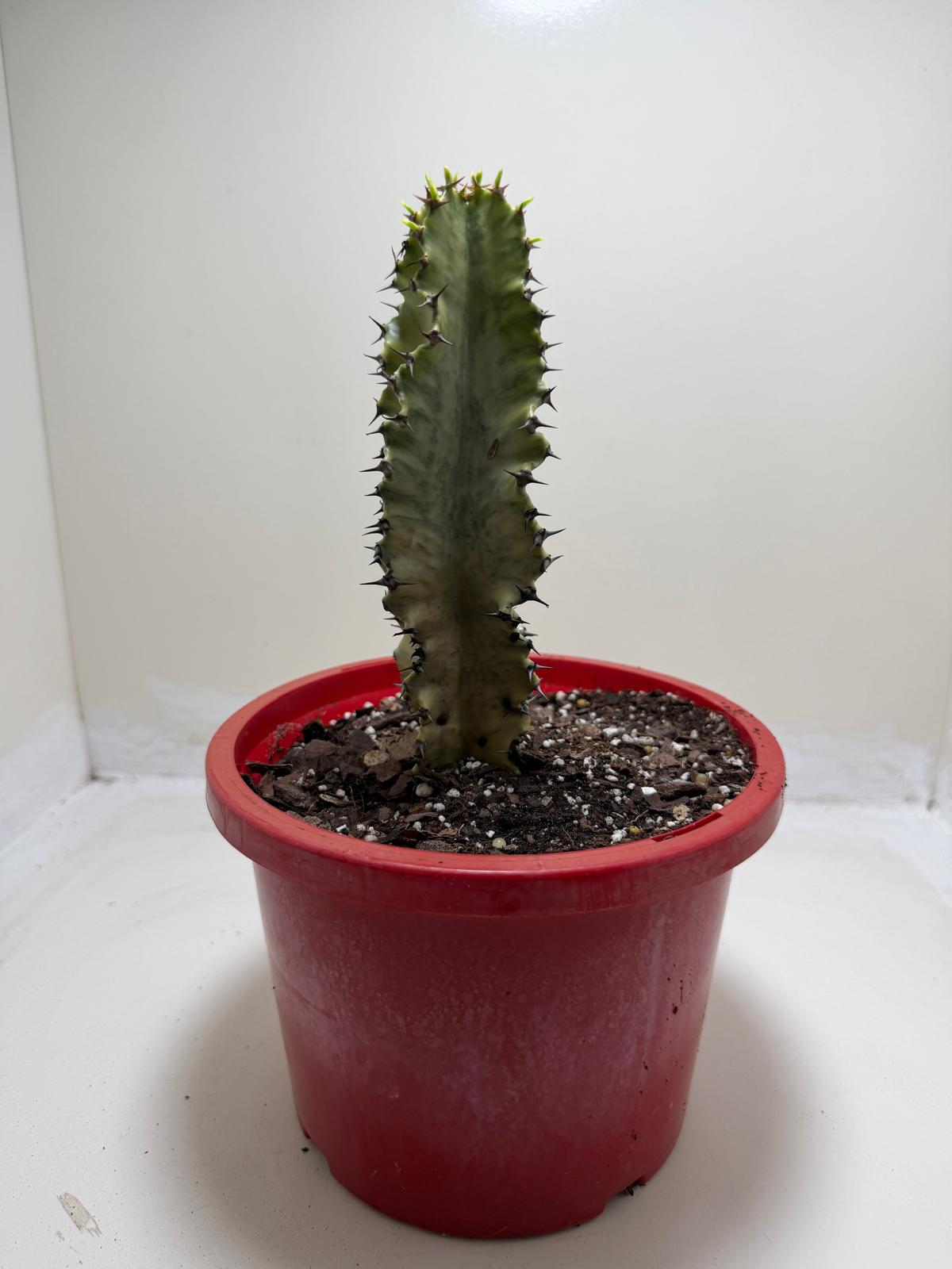 Euphorbia Erythrea Variegata