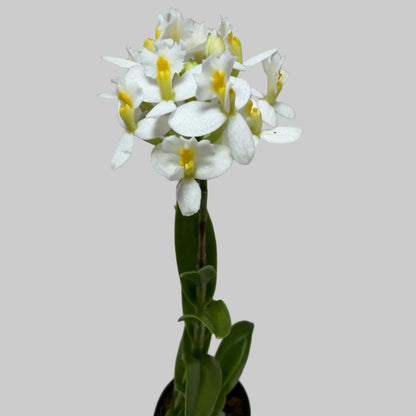 Epidendrum Raspberry Valley 'Cupid' | Orchid