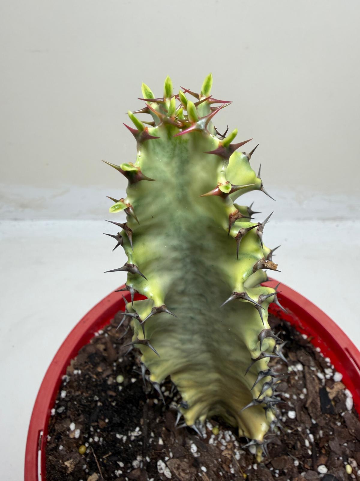 Euphorbia Erythrea Variegata