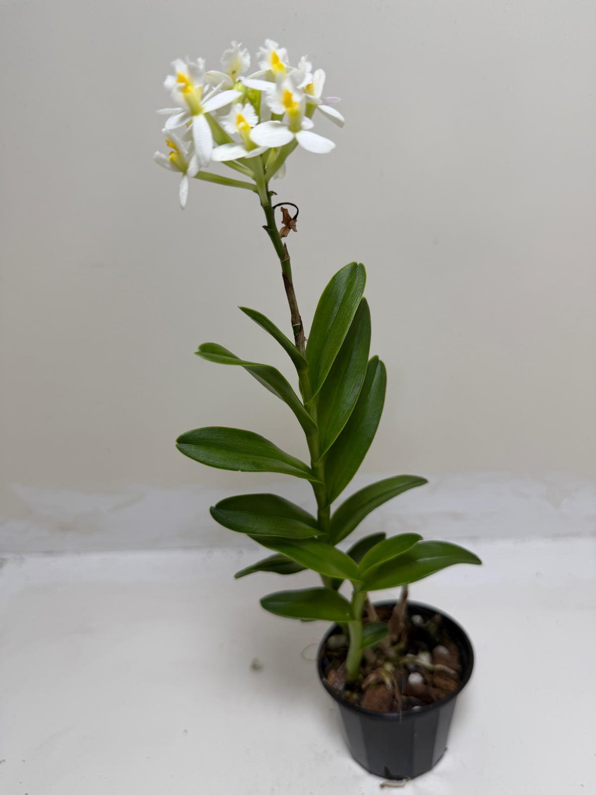 Epidendrum Raspberry Valley 'Cupid' | Orchid