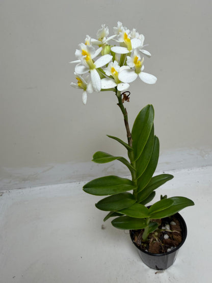 Epidendrum Raspberry Valley 'Cupid' | Orchid