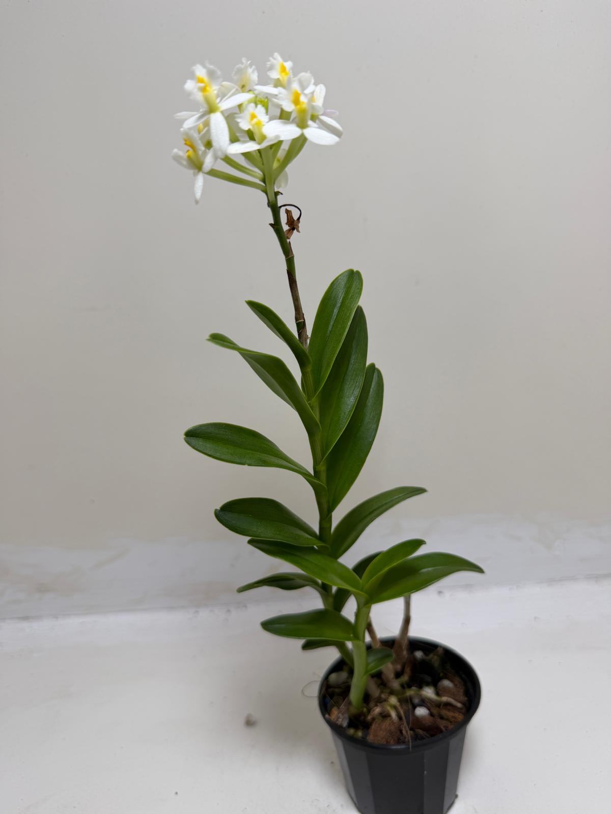 Epidendrum Raspberry Valley 'Cupid' | Orchid