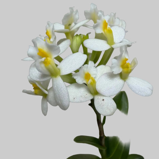 Epidendrum Raspberry Valley 'Cupid' | Orchid