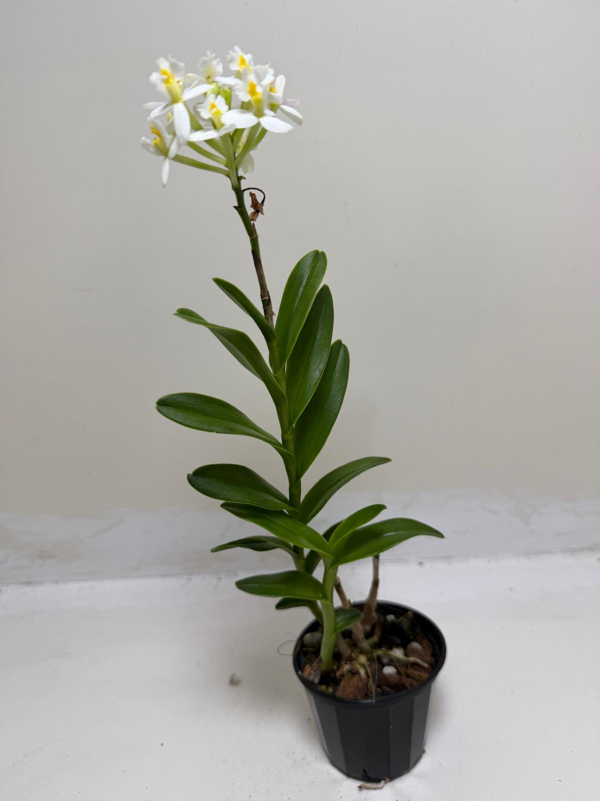 Epidendrum Raspberry Valley 'Cupid' | Orchid
