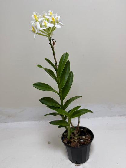 Epidendrum Raspberry Valley 'Cupid' | Orchid