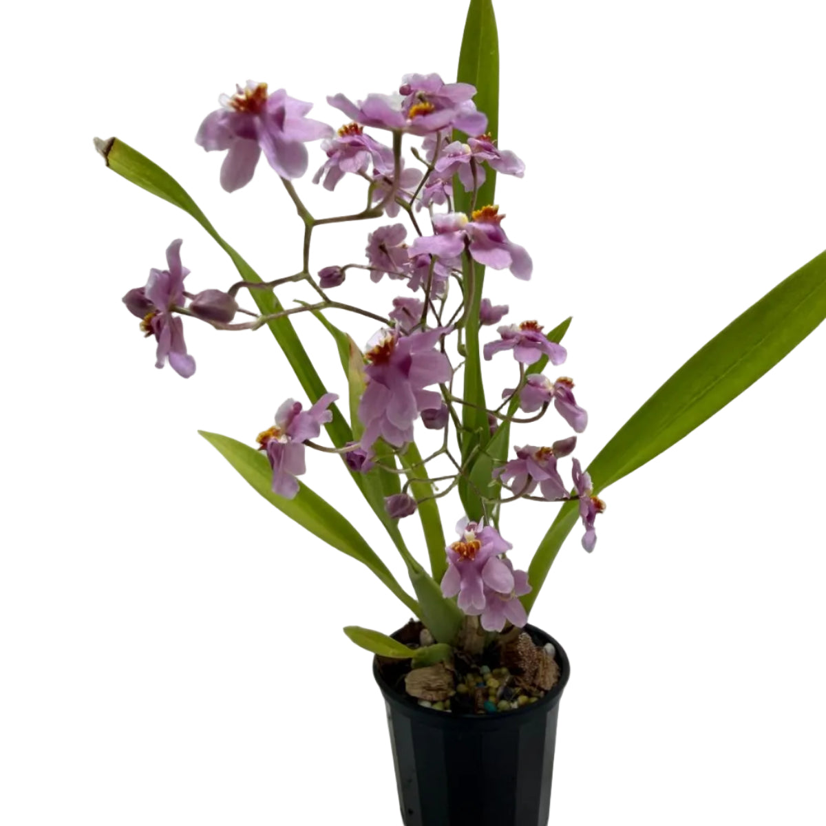 Buy Oncidium Tsiku Marguerite | Easy Care Orchid