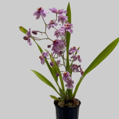 Buy Oncidium Tsiku Marguerite | Easy Care Orchid