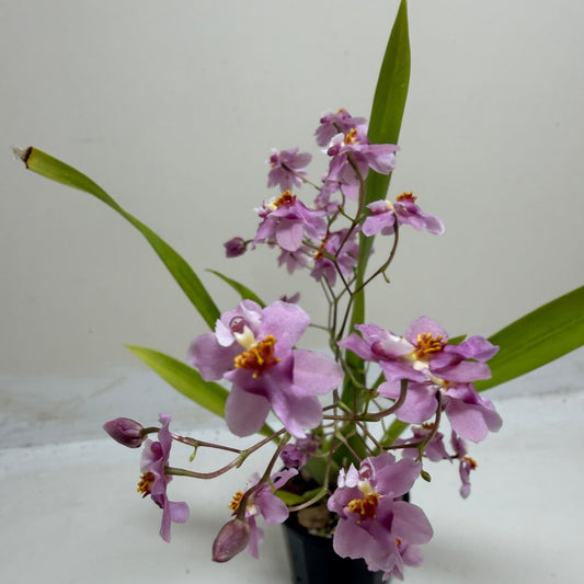 Buy Oncidium Tsiku Marguerite | Easy Care Orchid