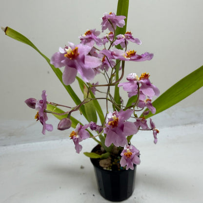 Buy Oncidium Tsiku Marguerite | Easy Care Orchid