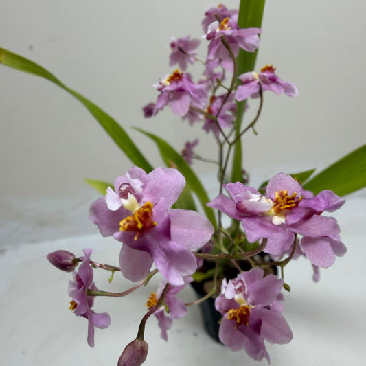 Buy Oncidium Tsiku Marguerite | Easy Care Orchid