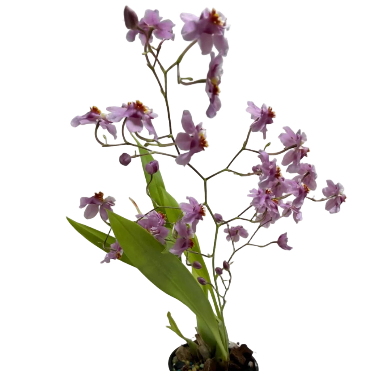 Buy Oncidium Tsiku Marguerite | Easy Care Orchid
