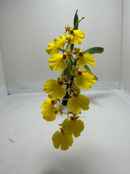Buy Oncidium Aloha Iwanaga | Easy Care Orchid